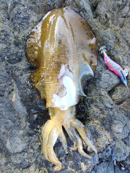 アオリイカ２杯