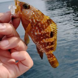 エギング&ロックフィッシュゲーム