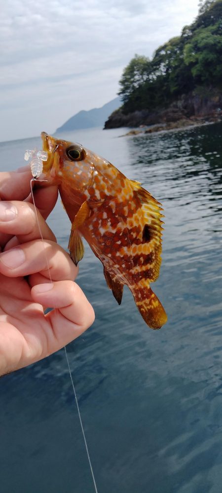 エギング&ロックフィッシュゲーム