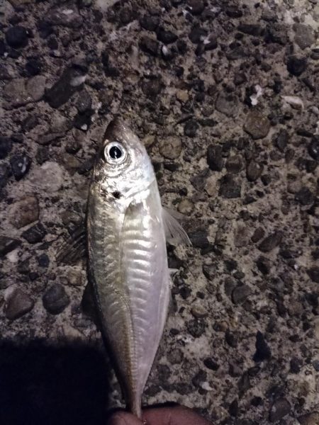 仕事終わりのアジング