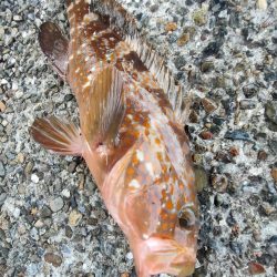 ちょこっとロックフィッシング