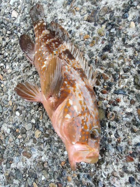 ちょこっとロックフィッシング