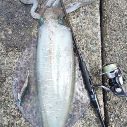 #アオリイカ　2.380Kg  1.1kg