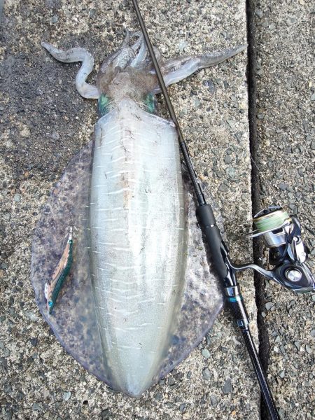 #アオリイカ　2.380Kg  1.1kg