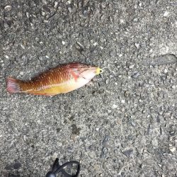 和歌山三重遠征初日