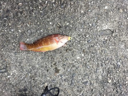 和歌山三重遠征初日