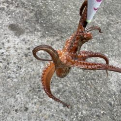 タコ ランガン不発