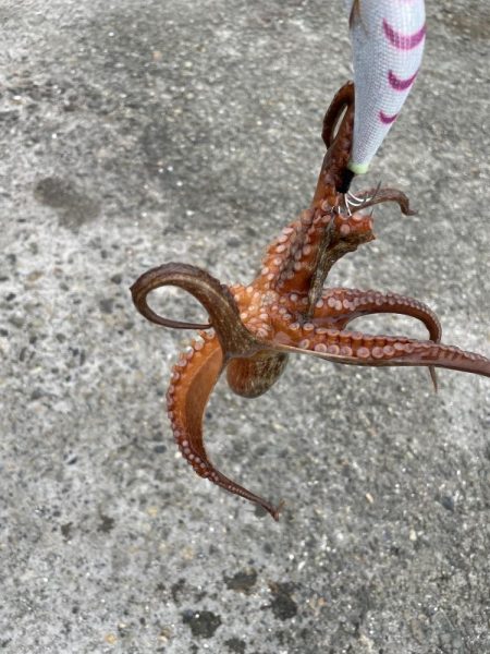 タコ ランガン不発