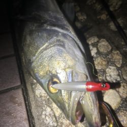 バスタックルでハクパターン遊び