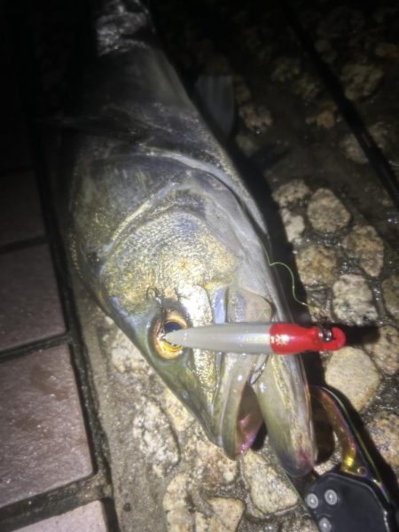 バスタックルでハクパターン遊び