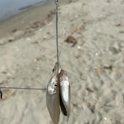 ★★キス釣りでまさかの大物との出会い★★