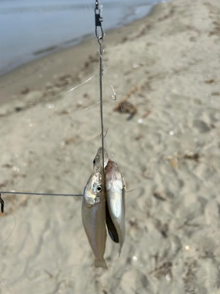 ★★キス釣りでまさかの大物との出会い★★
