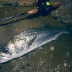 梅雨の増水濁りでリフレッシュ!