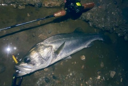 梅雨の増水濁りでリフレッシュ!