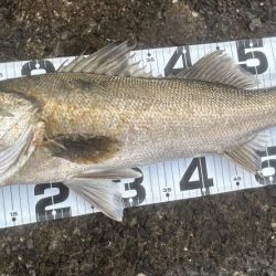 どちゃ濁りの導流堤