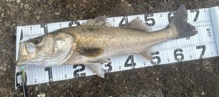 どちゃ濁りの導流堤