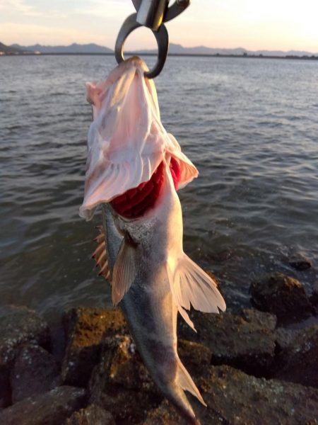 今までの、ぼうず続きが嘘のよう…