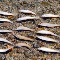 片男波（3回目）で釣果が上向き