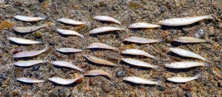 片男波（3回目）で釣果が上向き