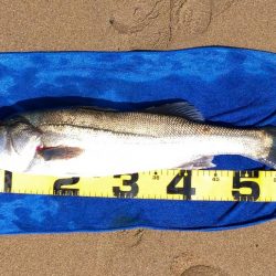 居着きの黒くてでかいシーバス