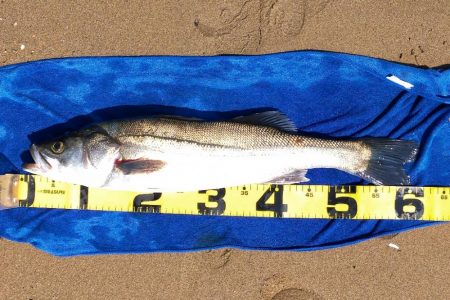 居着きの黒くてでかいシーバス