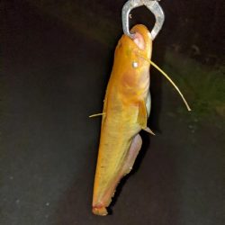 夜はやっぱり強い