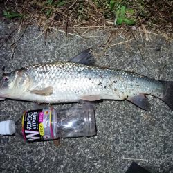 2024/06/08 大阪河川釣行