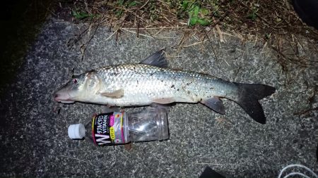 2024/06/08 大阪河川釣行