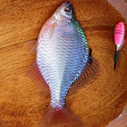 大和川水系でタナゴ釣り