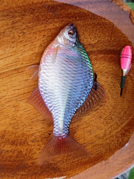 大和川水系でタナゴ釣り