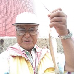 播磨新島のキス調査