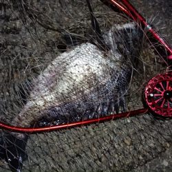 2024/06/21 南港ヘチ釣り釣行