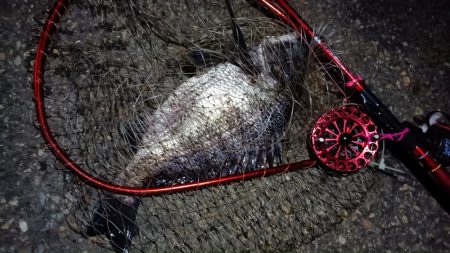 2024/06/21 南港ヘチ釣り釣行