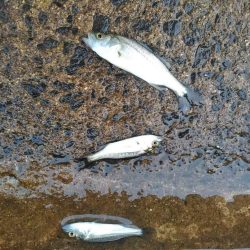 ハゼとマゴチ狙いが、、、