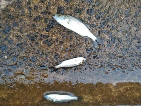 ハゼとマゴチ狙いが、、、