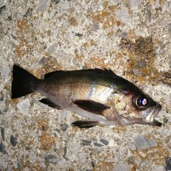 2匹しか？2匹も？