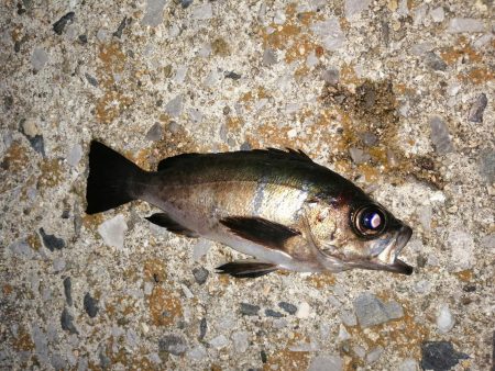 2匹しか？2匹も？