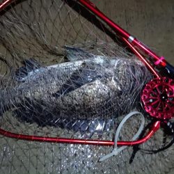 2024/06/28 南港ヘチ釣り釣行（短時間ヘチ釣行）