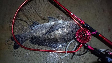 2024/06/28 南港ヘチ釣り釣行（短時間ヘチ釣行）