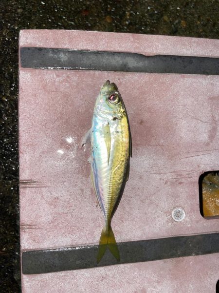 newロッド鱗付けに…