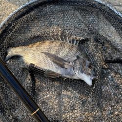 チヌもハネも大きいサイズがなかなか釣れない