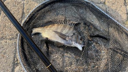 チヌもハネも大きいサイズがなかなか釣れない