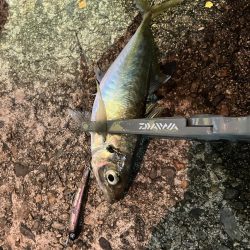 シーバス狙いからの…