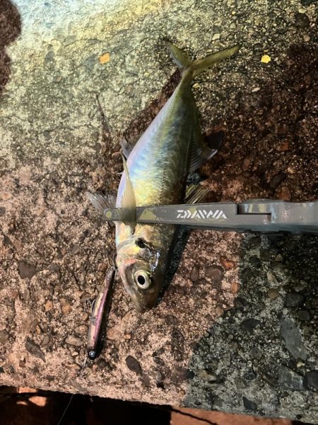 シーバス狙いからの…