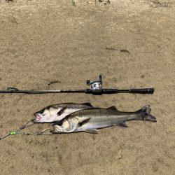 平日デイシーバス