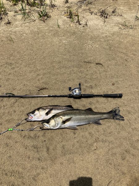 平日デイシーバス