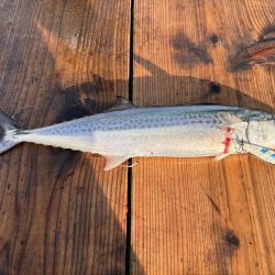 筏ショアジギング