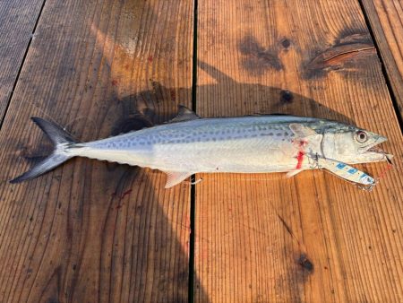 筏ショアジギング