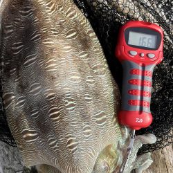 エギングでモンゴウイカ