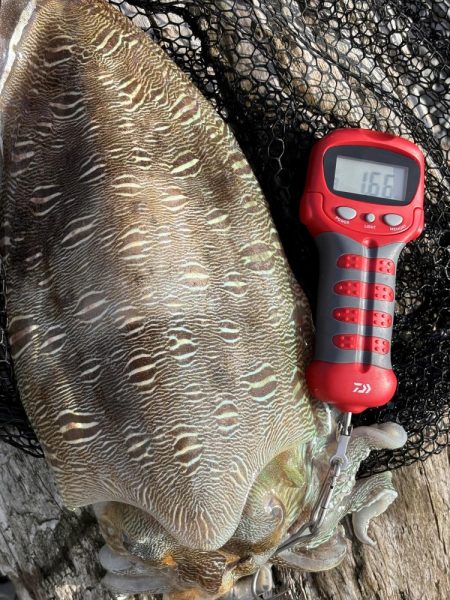 エギングでモンゴウイカ